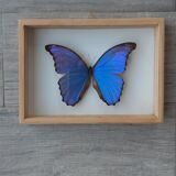 silver blue butterfly frame cabinet of curiosity framing taxidermy