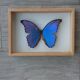 silver blue butterfly frame cabinet of curiosity framing taxidermy