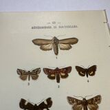 Botanical engraving butterflies double-sided naturalist plate Etching