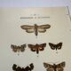 Botanical engraving butterflies double-sided naturalist plate Etching