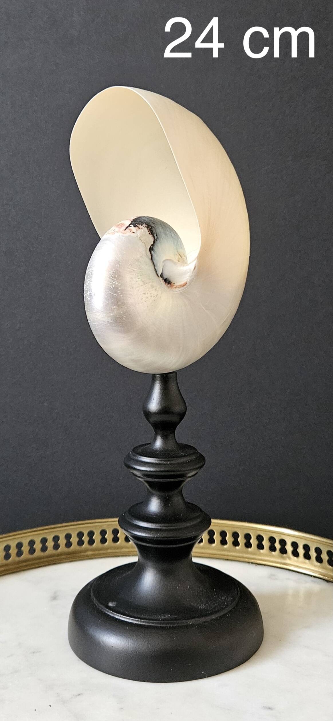 Nautilus / Pearly Nautilus, Black Turned Wood Base H: 24 cm