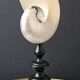 Nautilus / Pearly Nautilus, Black Turned Wood Base H: 24 cm