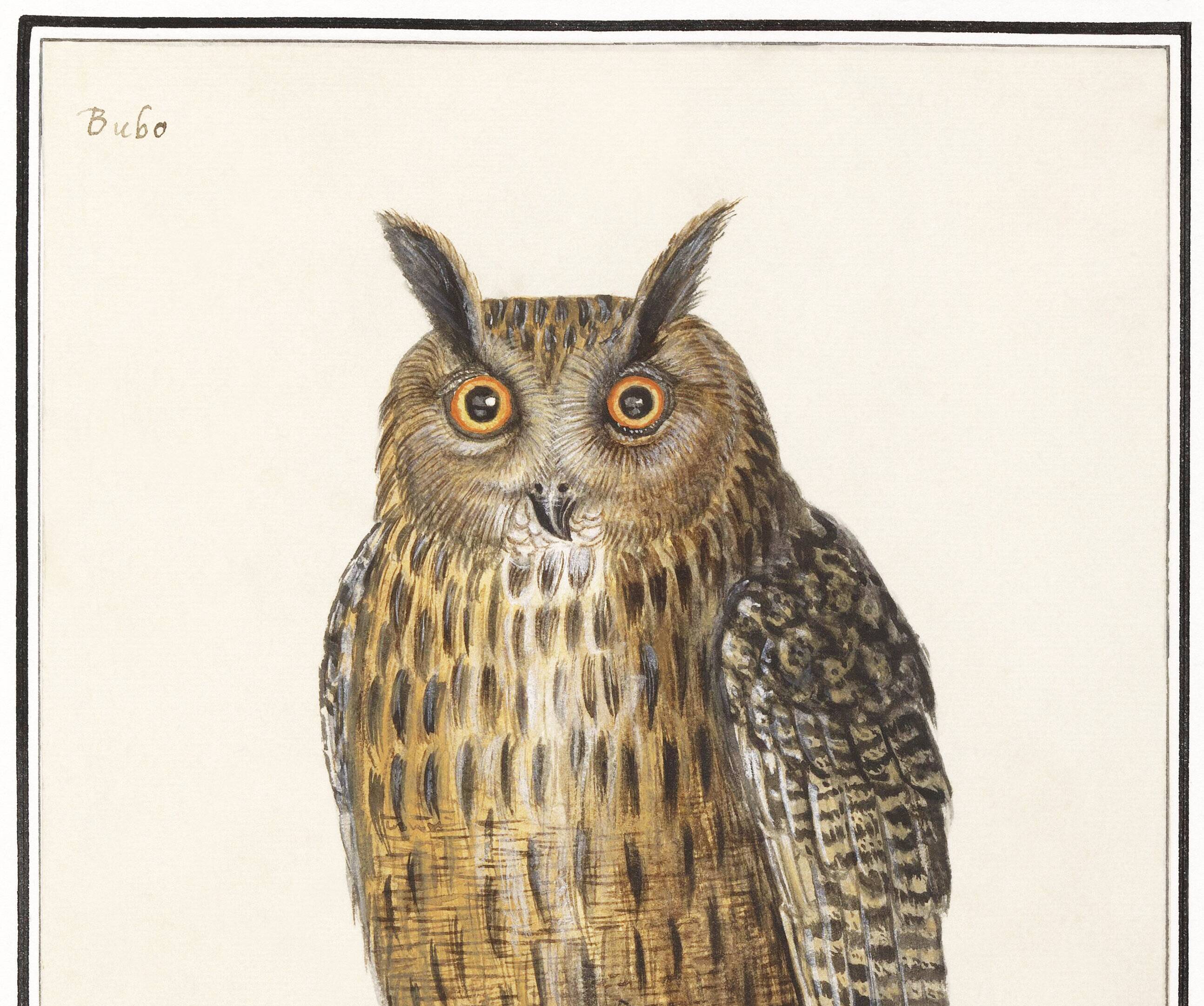 Small poster about the Eagle Owl, after an old engraving from 1610