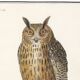 Small poster about the Eagle Owl, after an old engraving from 1610
