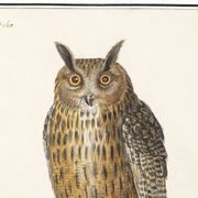 Petite affiche sur le Hibou grand-duc, d'après une gravure ancienne de 1610