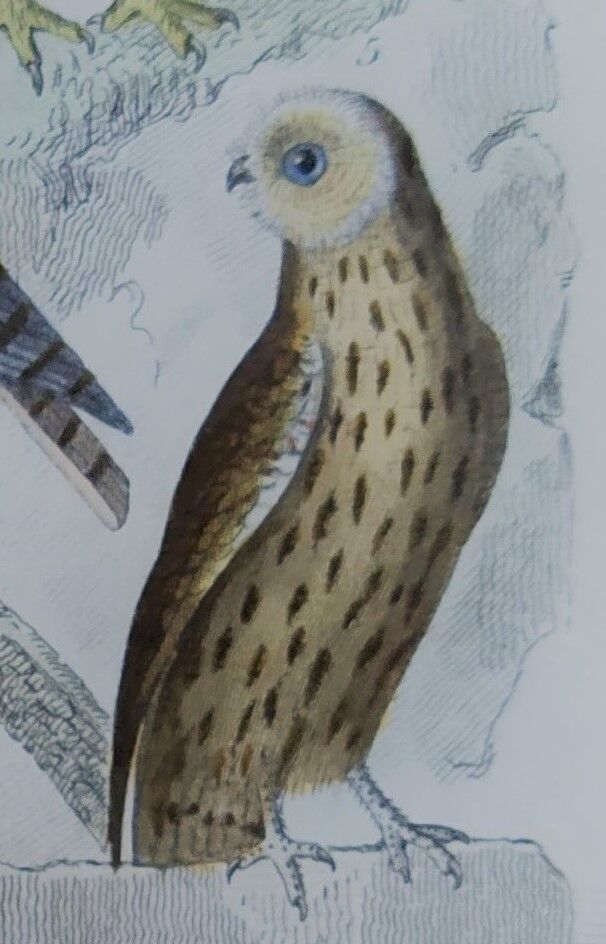 Original Ornithological plate " Ecorcheur - Grand Duke - &c... " Buffon (1836)