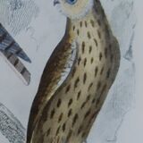 Original Ornithological plate " Ecorcheur - Grand Duke - &c... " Buffon (1836)