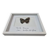 Papillon naturalisé Ruspina, 1980