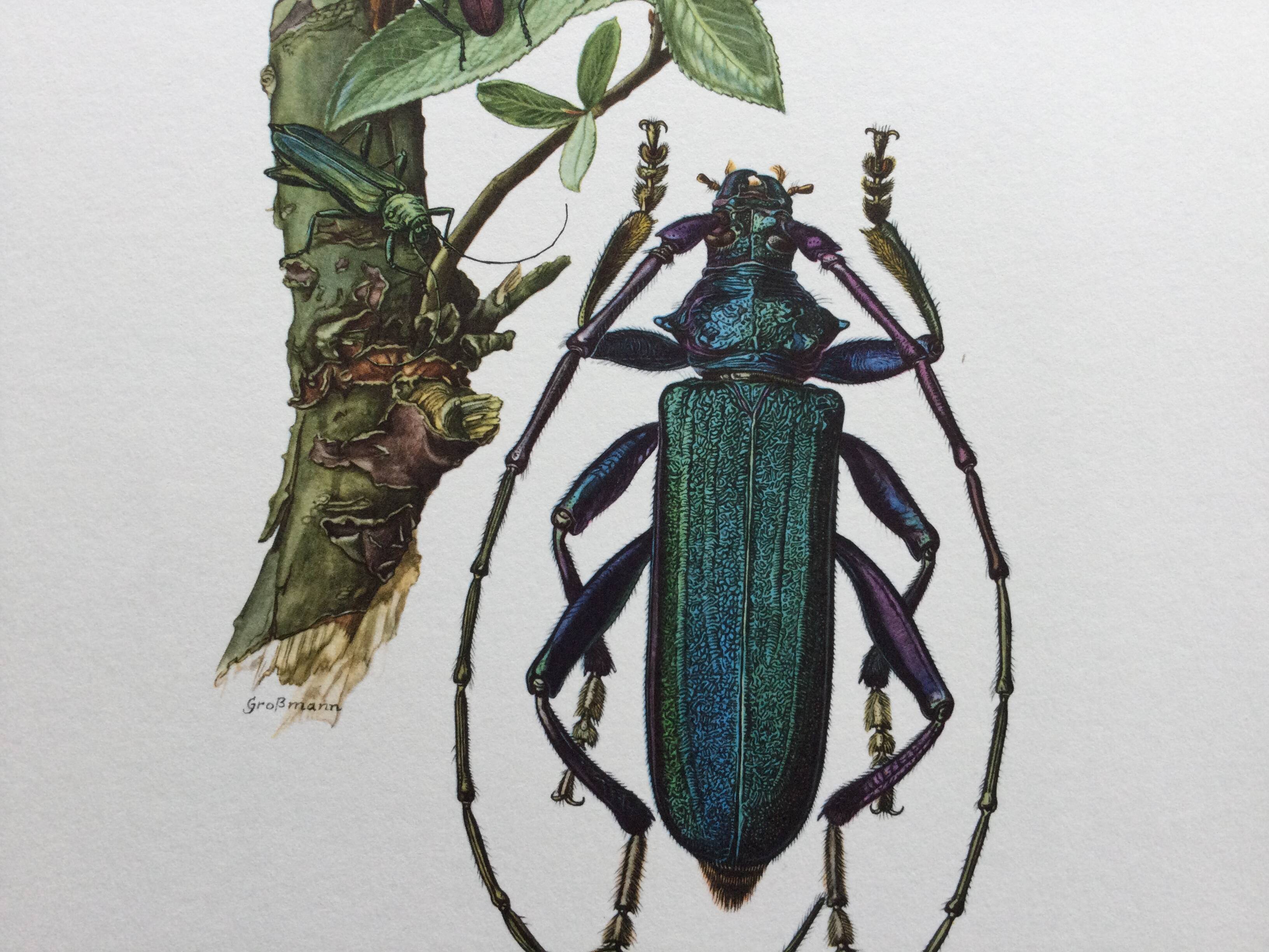 Antique illustration Insects Vintage print 60s