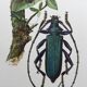 Antique illustration Insects Vintage print 60s