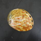 Pearly shell