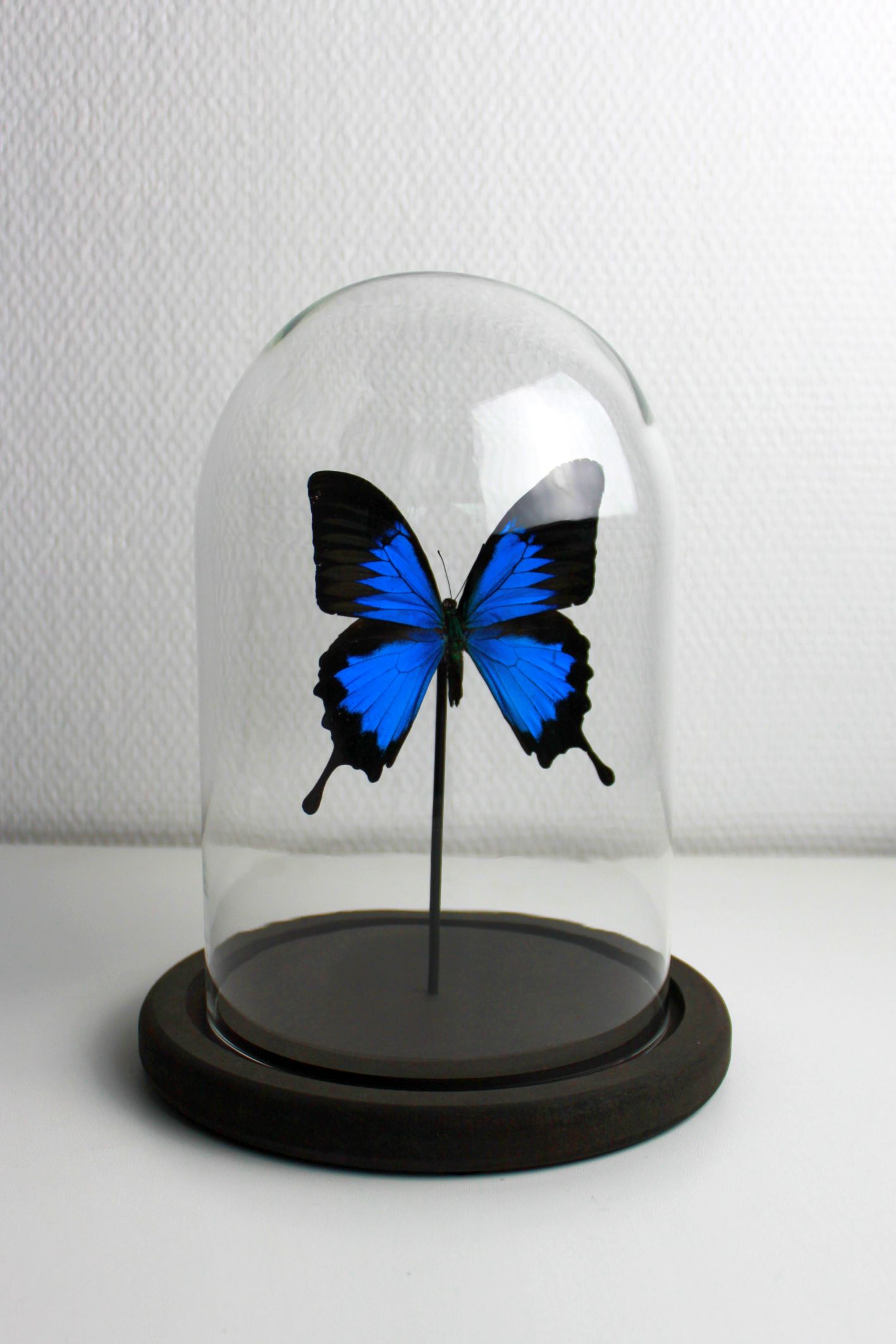 Butterfly under globe