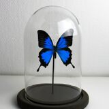 Butterfly under globe