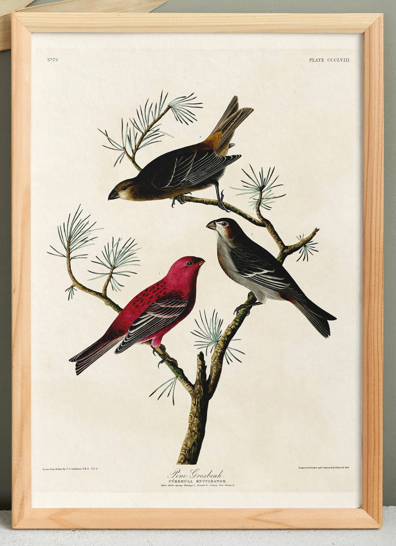 Poster about the Pine Durbec, based on an old engraving from 1827.