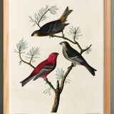 Poster about the Pine Durbec, based on an old engraving from 1827.