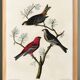 Poster about the Pine Durbec, based on an old engraving from 1827.