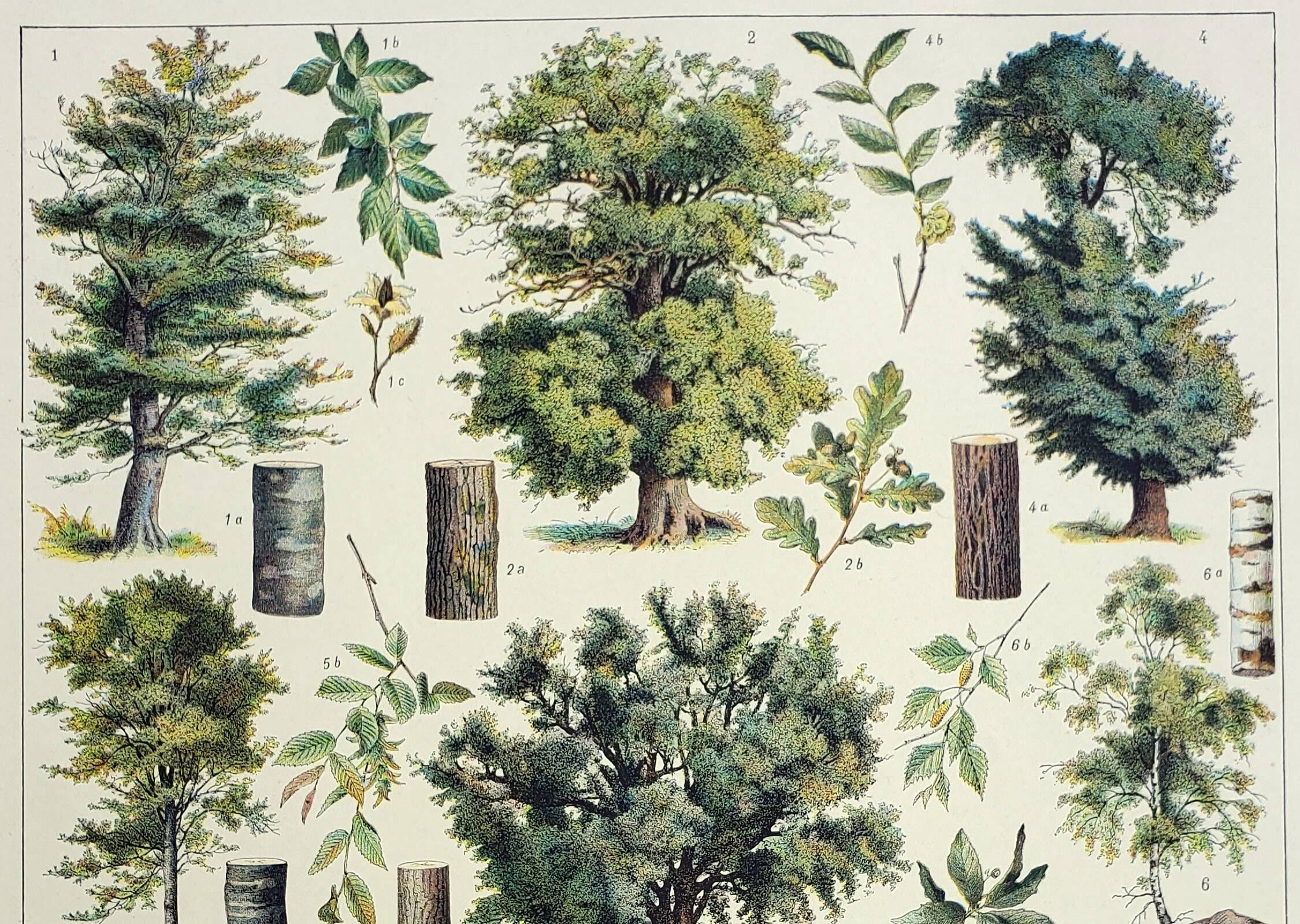 Old engraving 1928, Forest 1, Silviculture, foliage, trees • Lithograph ...