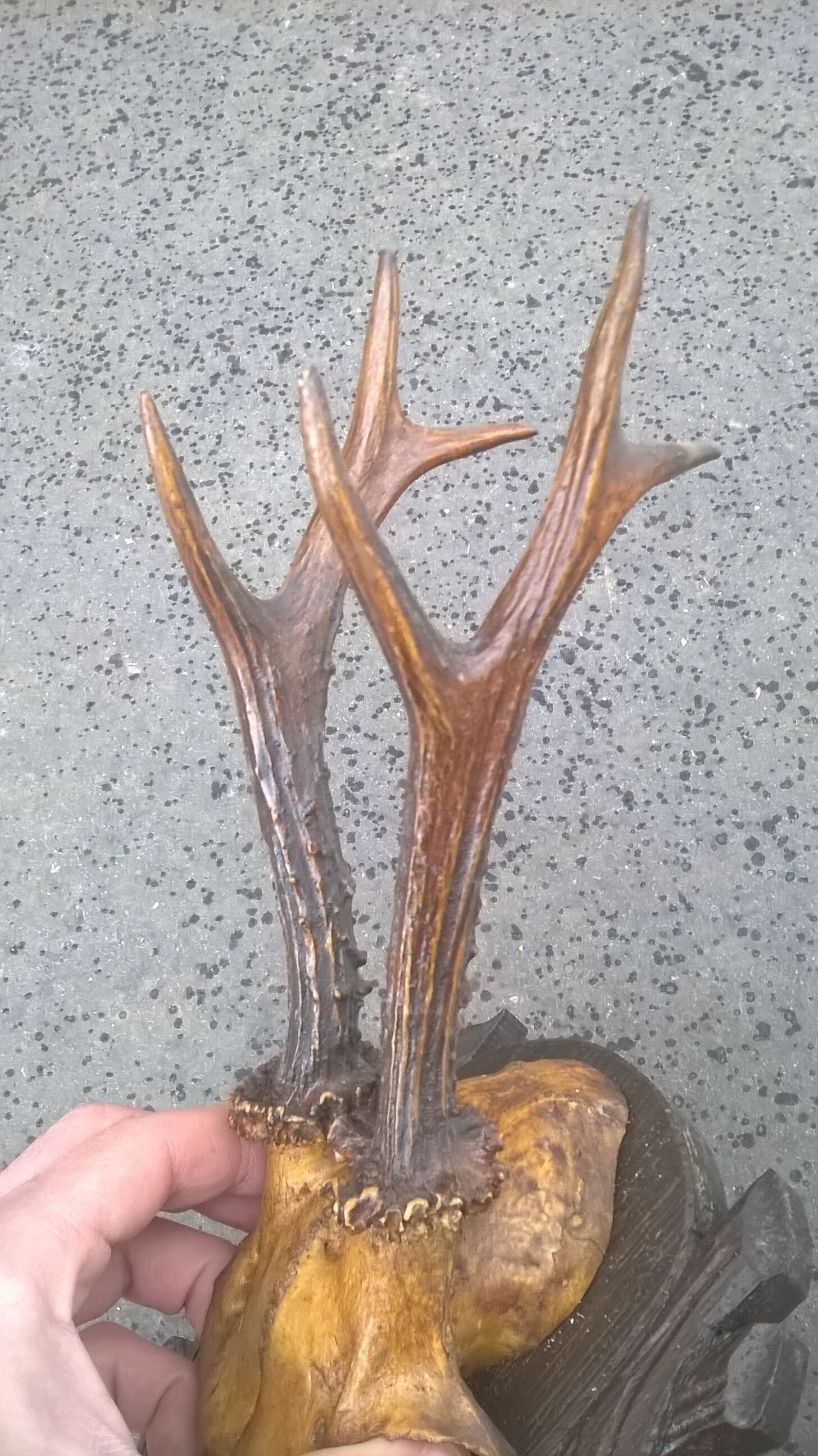 Crane chevreuil taxidermie