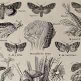 Lithograph on moths from 1921