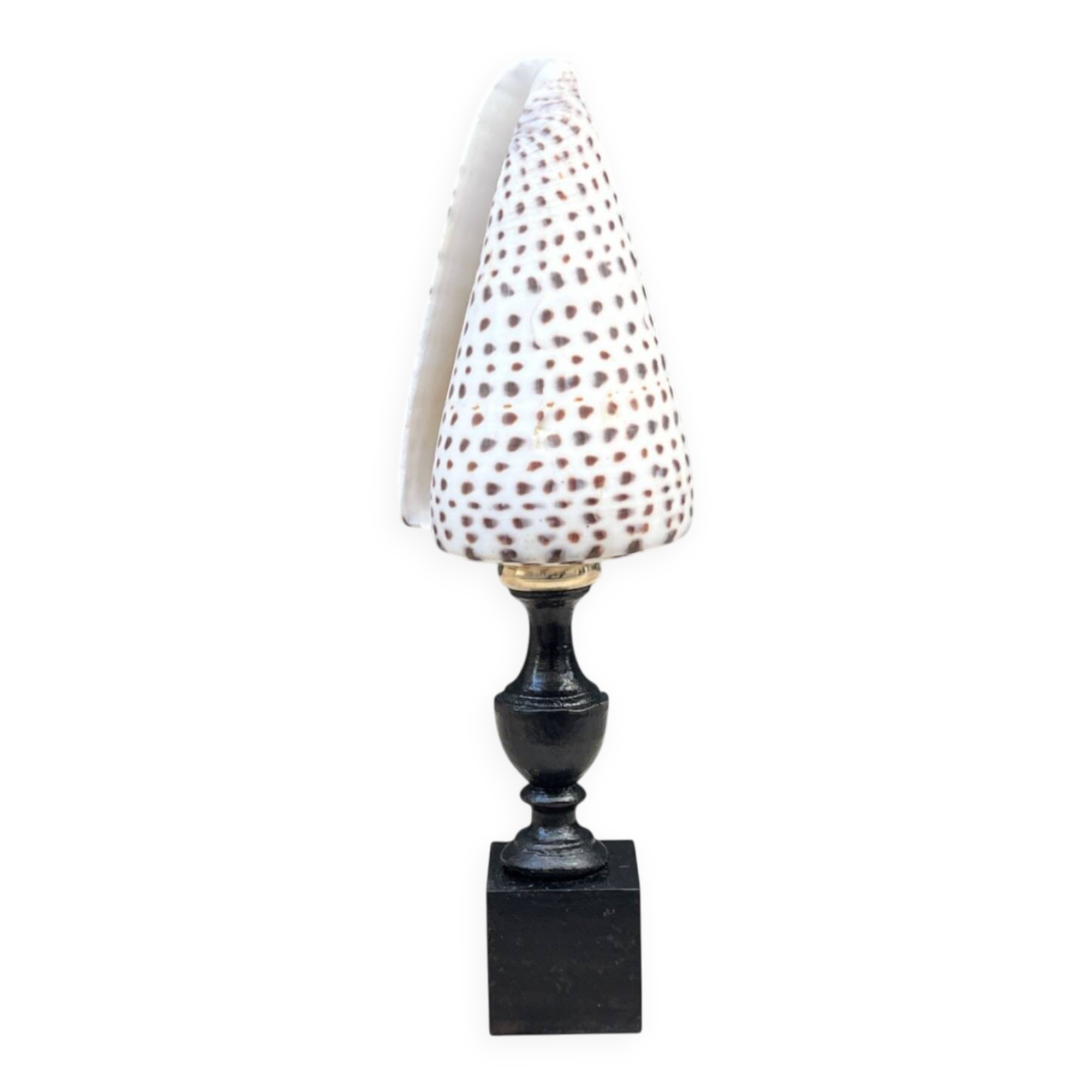 Cabinet of Curiosities: Conus shell on a blackened wooden base, 19th century