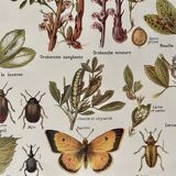 Lithograph on alfalfa from 1921