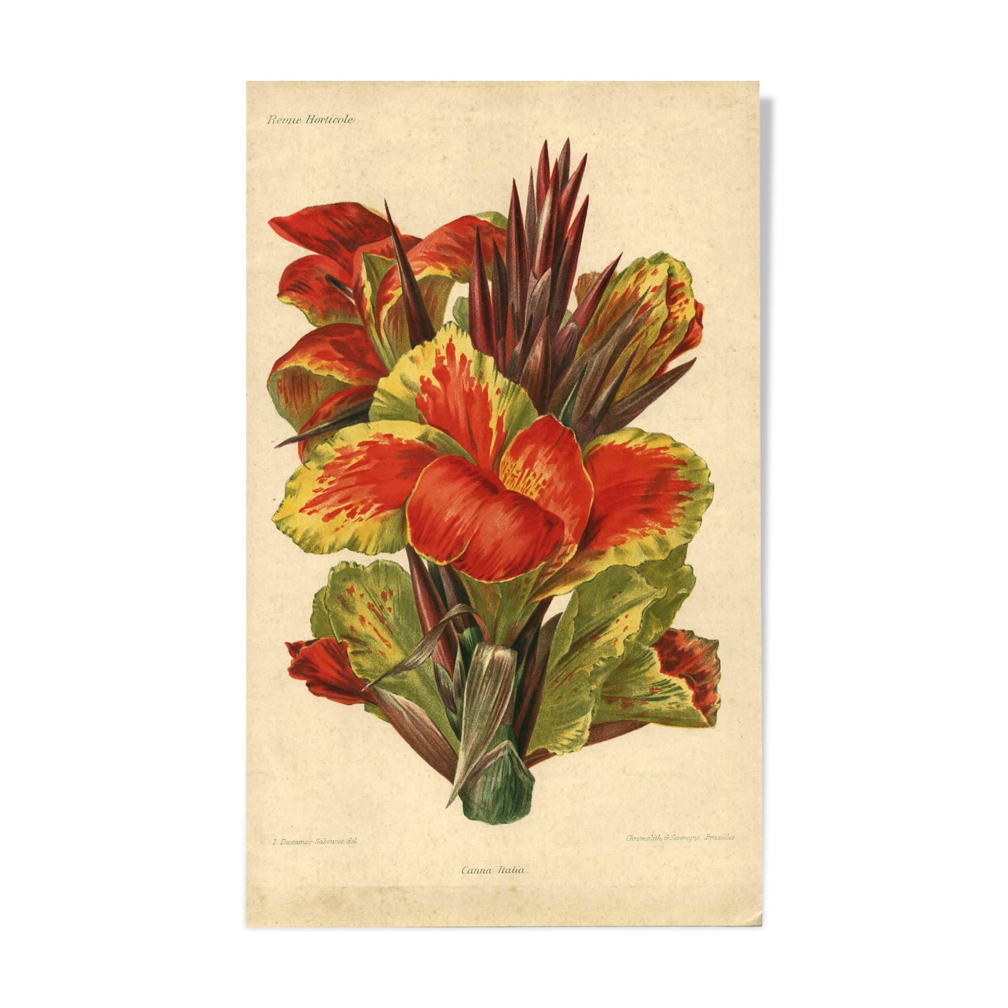 Botanical engraving from 1896 by Descamps-Sabouret • Canna Italia • Old lithograph