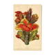 Botanical engraving from 1896 by Descamps-Sabouret • Canna Italia • Old lithograph