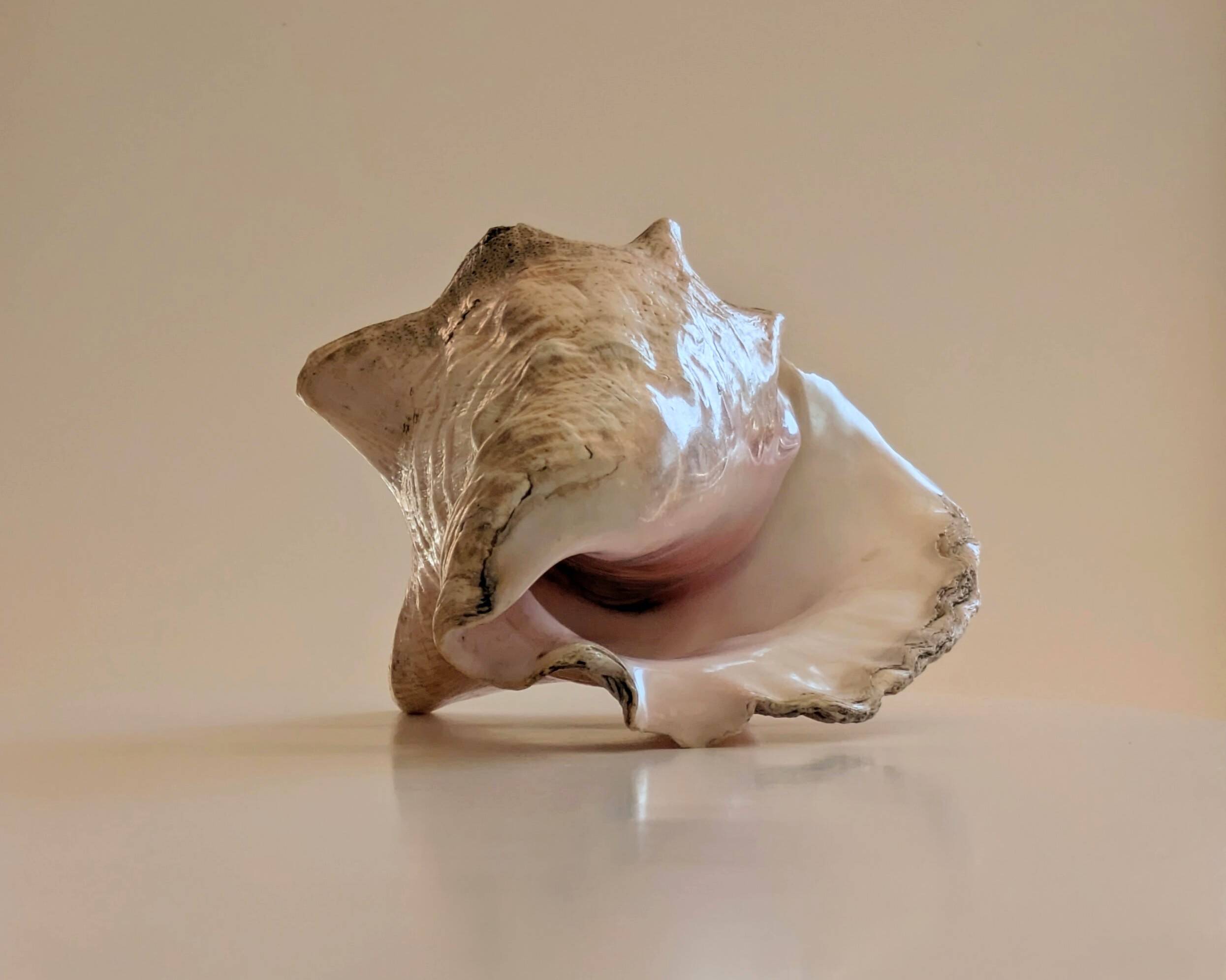 Conch Marine shell - Strombus alatus 26 cm 1.6 kg