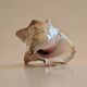 Conch Marine shell - Strombus alatus 26 cm 1.6 kg