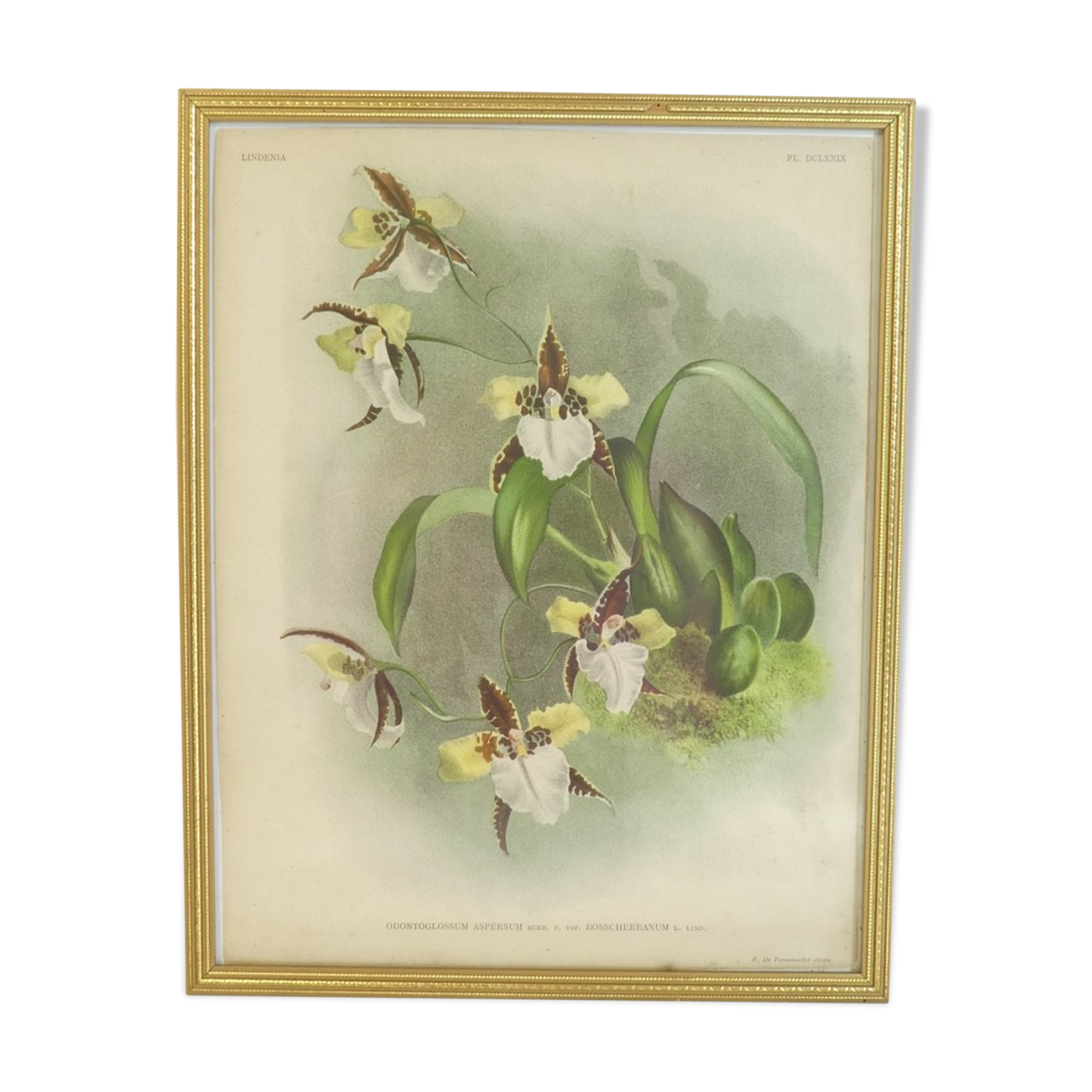 Lithographie d' orchidee planche ancienne cadre doré déco loft
