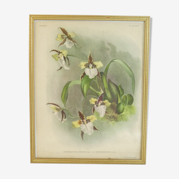 Lithographie d' orchidee planche ancienne cadre doré déco loft