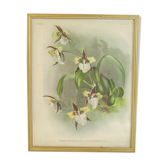 Lithographie d' orchidee planche ancienne cadre doré déco loft
