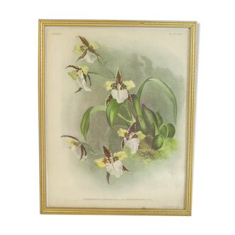 Lithography of Orchidee Board old gilded frame Deco loft