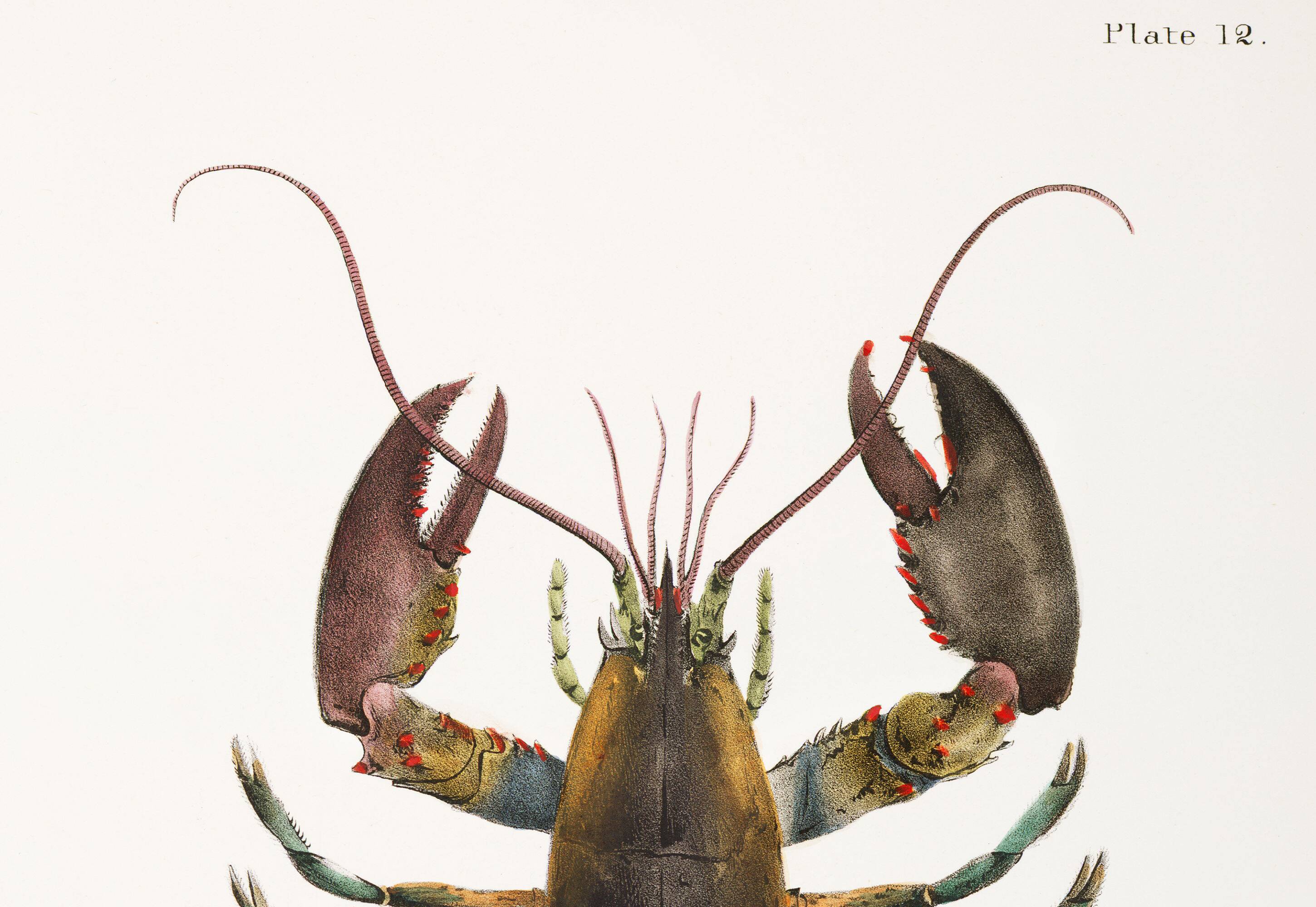 Affiche sur le homard américain, d’après une lithographie ancienne de 1842