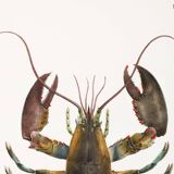 Affiche sur le homard américain, d’après une lithographie ancienne de 1842