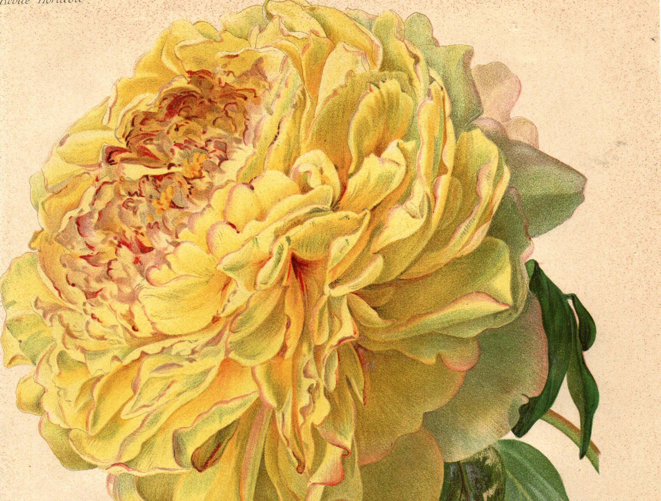 Botanical Engraving 1911 - Yellow Peony by A. Millot - Flower, Lithograph