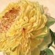 Botanical Engraving 1911 - Yellow Peony by A. Millot - Flower, Lithograph