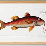 Poster about the red mullet, based on an old engraving from 1746.