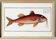 Poster about the red mullet, based on an old engraving from 1746.
