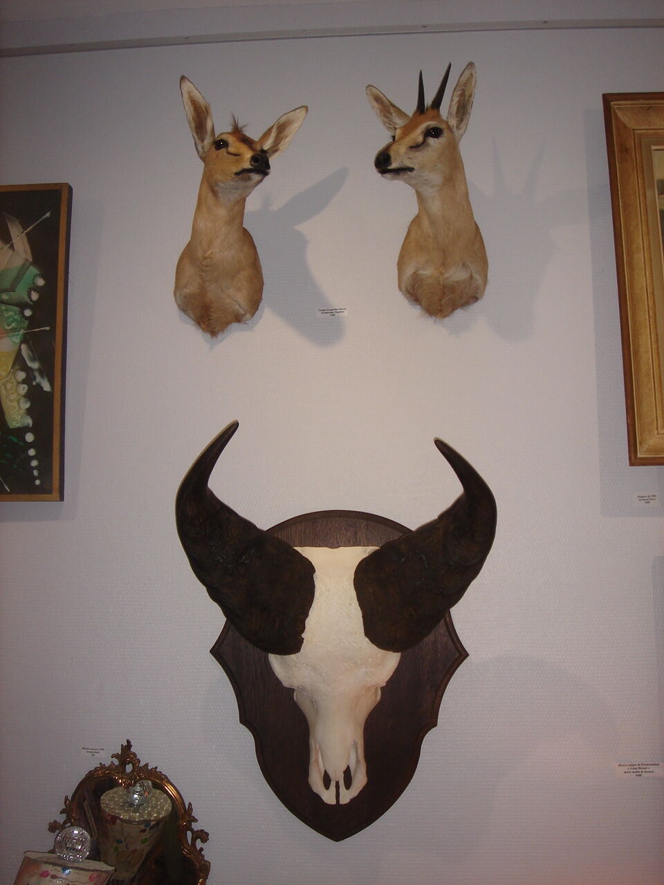 Namibia's Kettner massacre buffalo