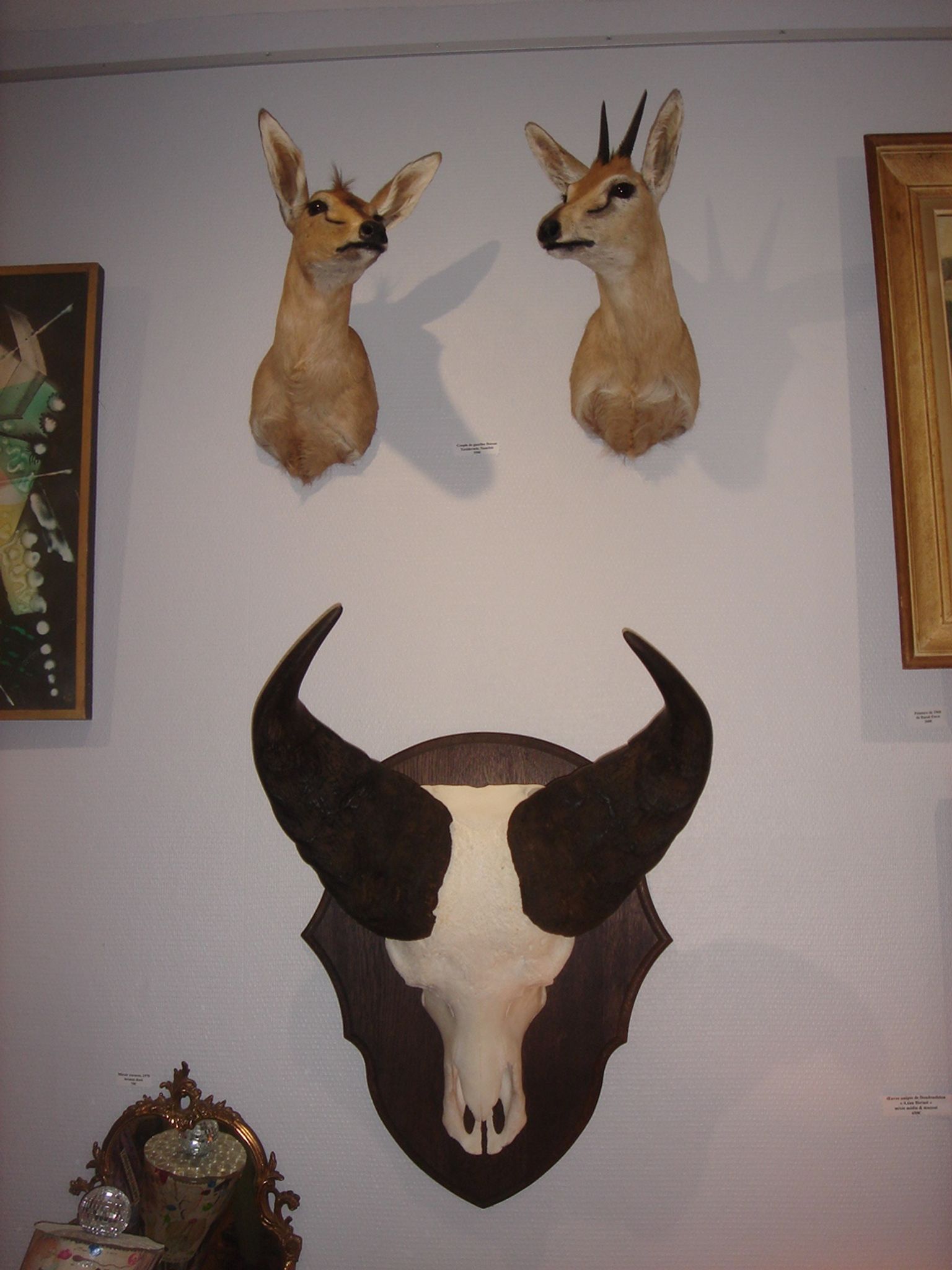 Namibia's Kettner massacre buffalo