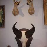 Namibia's Kettner massacre buffalo