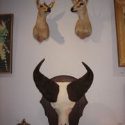 Namibia's Kettner massacre buffalo