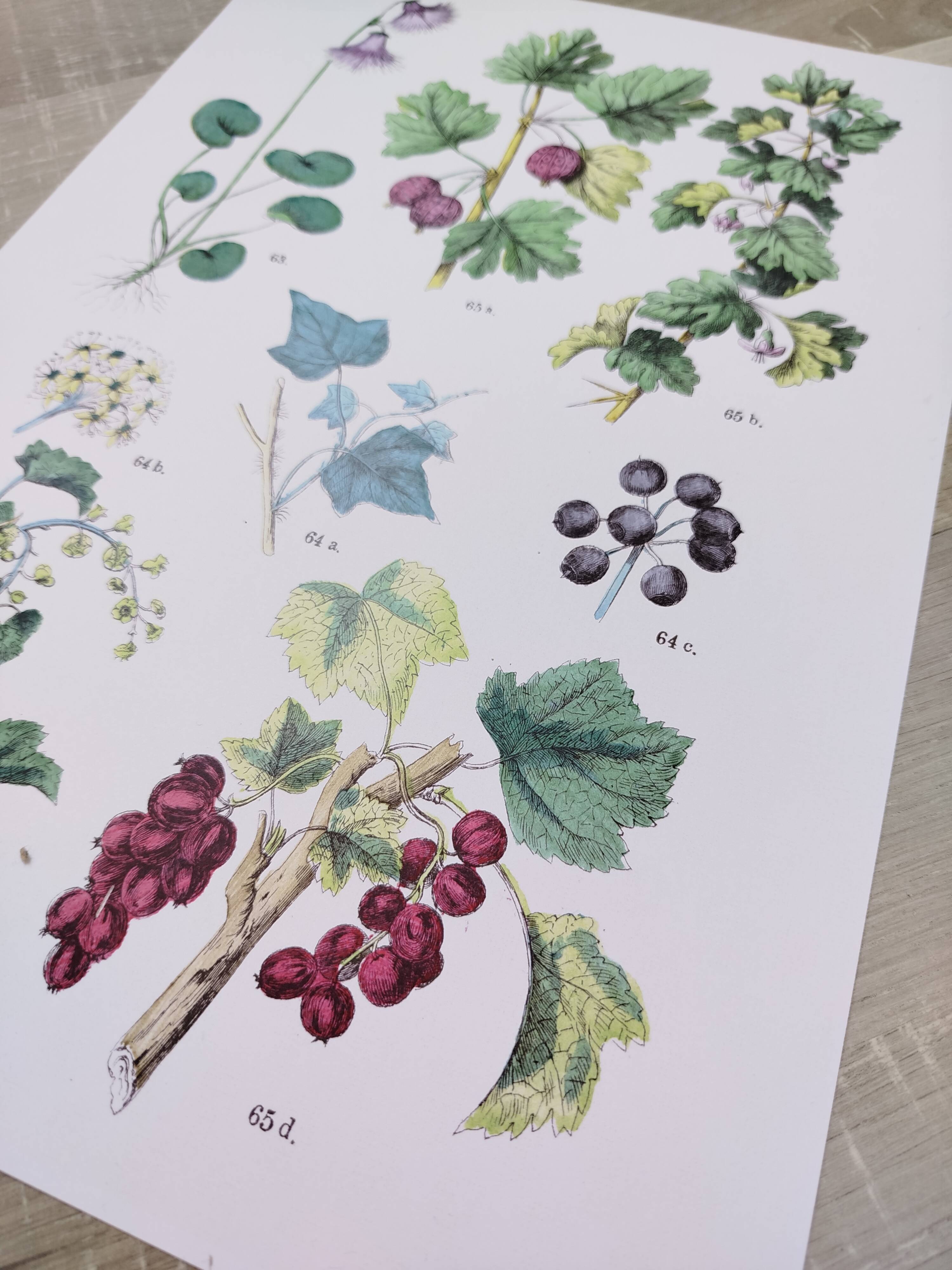 Poster about plants, based on an 1881 engraving "ivy"