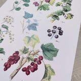 Poster about plants, based on an 1881 engraving "ivy"