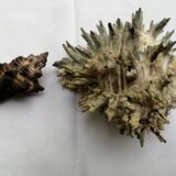 Duo of hexaplex murex shells