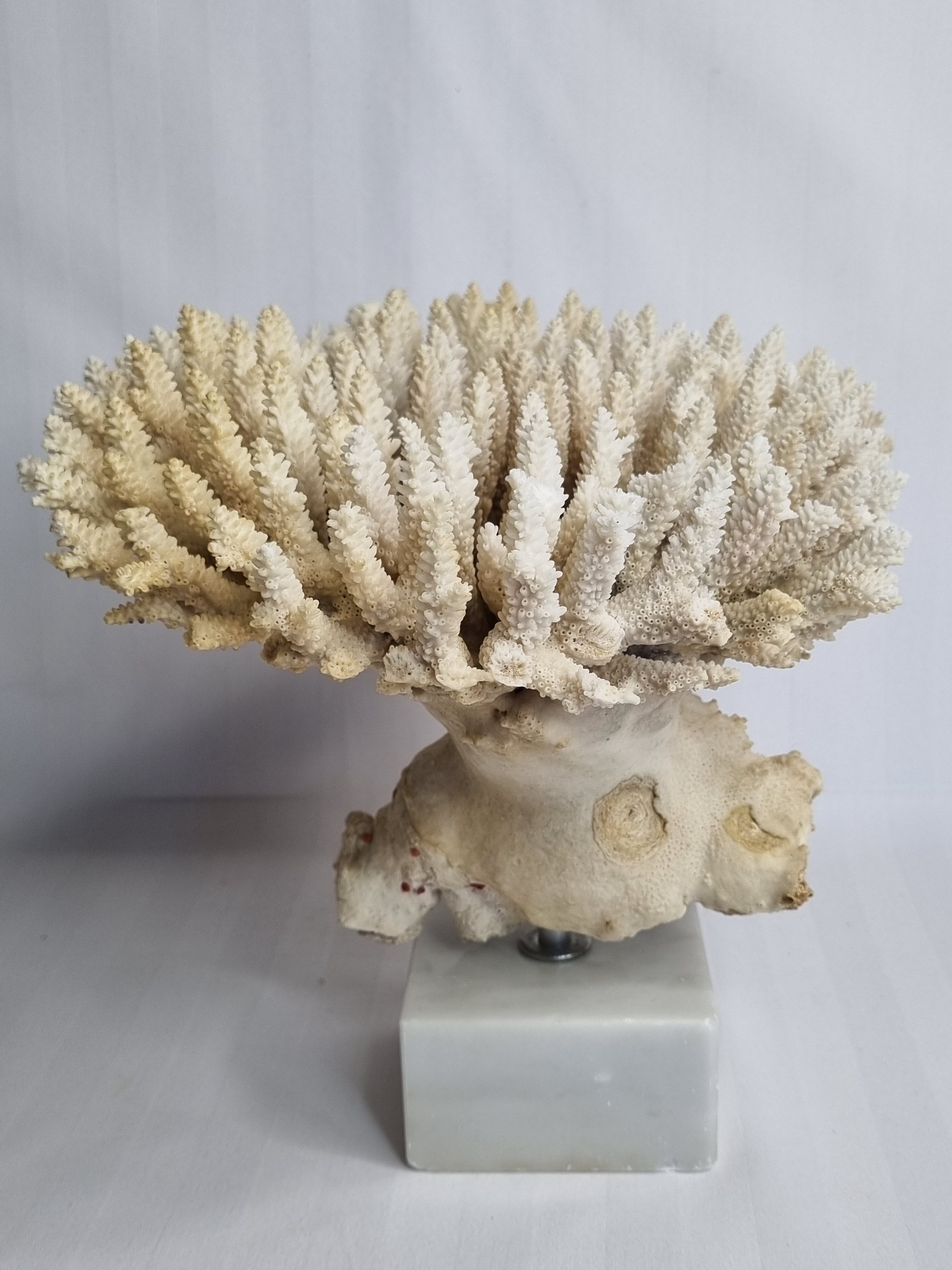 Old white coral Acropore on marble base, 25 cm