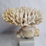 Ancien corail blanc Acropore sur socle en marbre, 25 cm