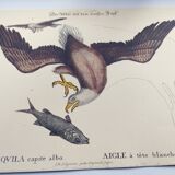 Antique bird engraving - Eagle - Vintage natural plate by Seligmann