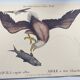 Antique bird engraving - Eagle - Vintage natural plate by Seligmann